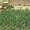 Busch 1266 Kartoffel-Pflanzen - H0 (1:87)