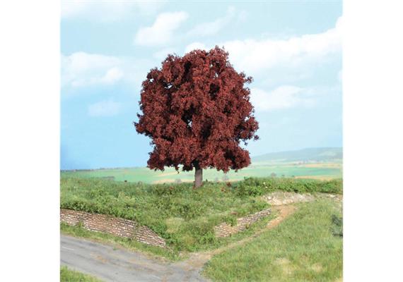 HEKI 1788 Rotbuche 16 cm