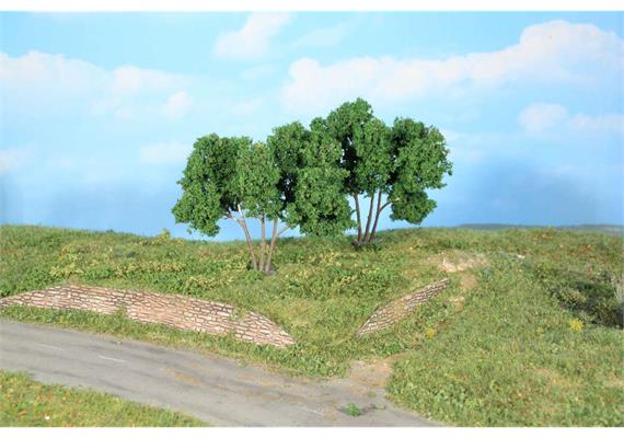 HEKI 19113 2 Hainbuchen, 9 cm