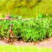 Noch 14112 Laser-Cut minis "Zucchini" - H0 (1:87) | Bild 1