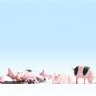 Noch 15712 Schweine - H0 (1:87) | Bild 1