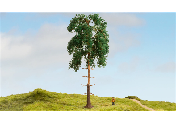 Noch 20141 Kiefer, 18 cm hoch | Bild 1