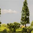 Noch 21775 fallender Baum "Wetterfichte" 17 cm - H0 (1:87) | Bild 3