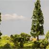 Noch 21775 fallender Baum "Wetterfichte" 17 cm - H0 (1:87) | Bild 3