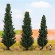 NOCH 21998 Zypressen 10, 11 und 13 cm - H0 (1:87) | Bild 1