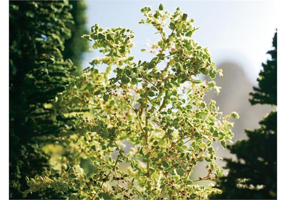 NOCH 07146 Laub, dunkelgrün, 50 g Beutel | Bild 6