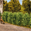 Noch 21547 Thuja-Hecke | Bild 1
