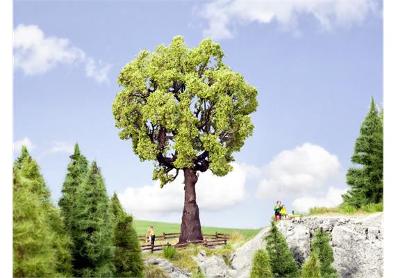 Noch 21761 Eiche, 19 cm hoch | Bild 1