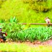 Noch Laser-Cut minis "Kohlrabi" HO | Bild 1