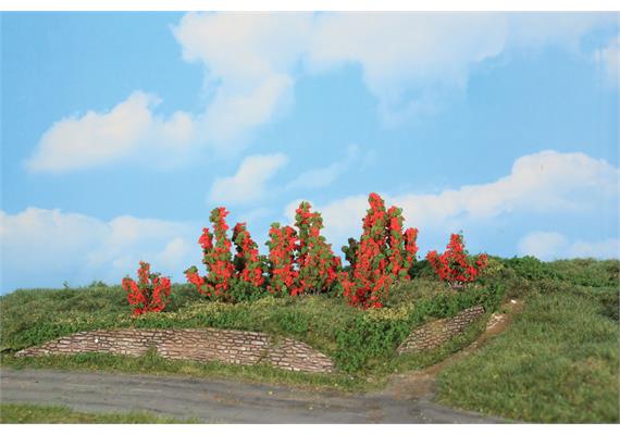 HEKI 11801 6 Rosensträucher, 3 - 6 cm