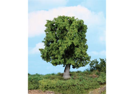 HEKI 1945 knorrige Eiche 18 cm