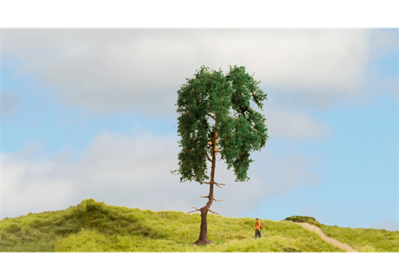 Noch 20140 Kiefer, 15 cm hoch | Bild 1