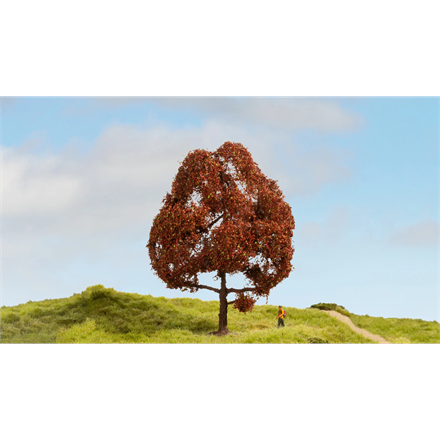 Noch 20150 Rotbuche, 15 cm hoch