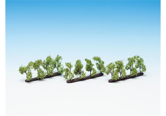 Noch 21530 Plantagenbäume | Bild 1