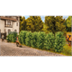 Noch 21547 Thuja-Hecke