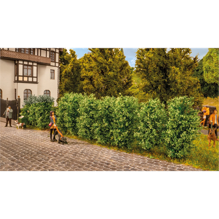 Noch 21547 Thuja-Hecke