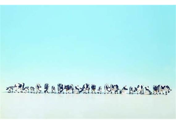 NOCH XL Set Kühe schwarz-weiss, 21 Figuren