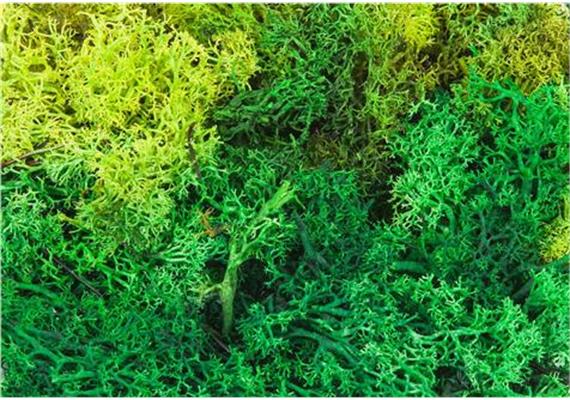 Faller 170729 Islandmoos grün, 50 gr.