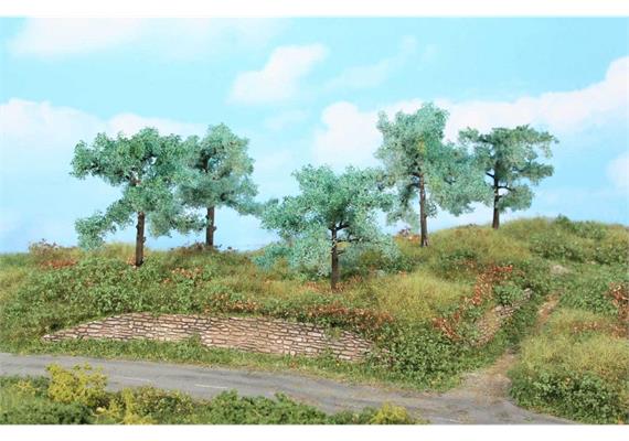 HEKI 1773 5 Olivenbäume 8 - 10 cm