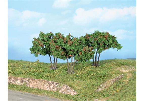 HEKI 19112 3 Maulbeerbäume, 7 cm