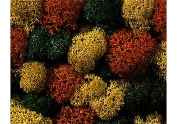 Noch 08630 Dekormoos herbstlich, sortiert, 35 g | Bild 1