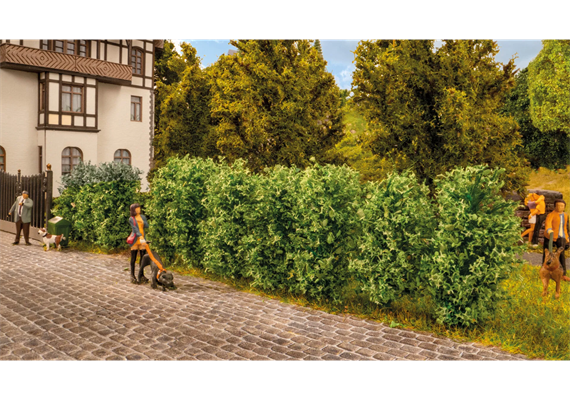 Noch 21547 Thuja-Hecke | Bild 1