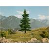 Noch 21811 Nordmanntanne, 14,5 cm hoch