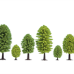 Noch 26901 Laubbäume, 10 Stück | Bild 1